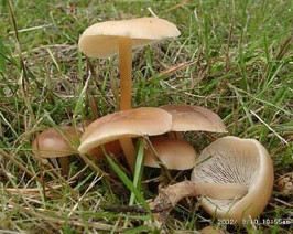  ,   Collybia dryophila